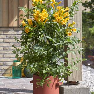 ©Plantipp