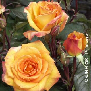 ©SUNFLOR - Primavera