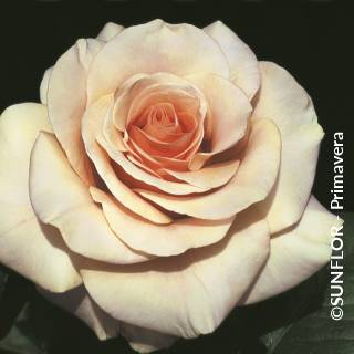 ©SUNFLOR - Primavera