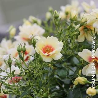 ©SUNFLOR - Primavera