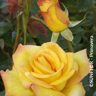 ©SUNFLOR - Primavera