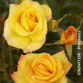 ©SUNFLOR - Primavera