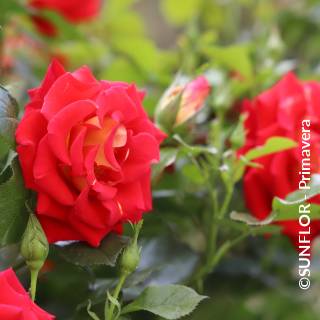 ©SUNFLOR - Primavera