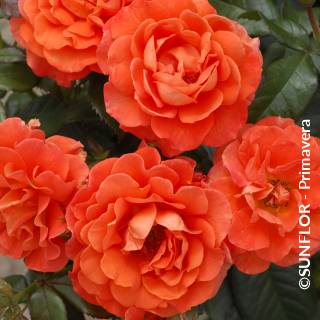 ©SUNFLOR - Primavera