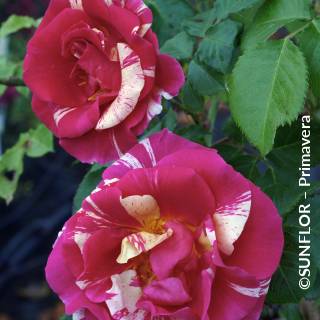 ©SUNFLOR – Primavera
