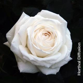 ©SUNFLOR - Primavera