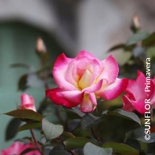 ©SUNFLOR - Primavera