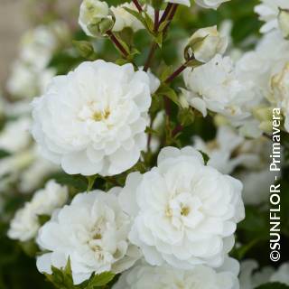 ©SUNFLOR - Primavera