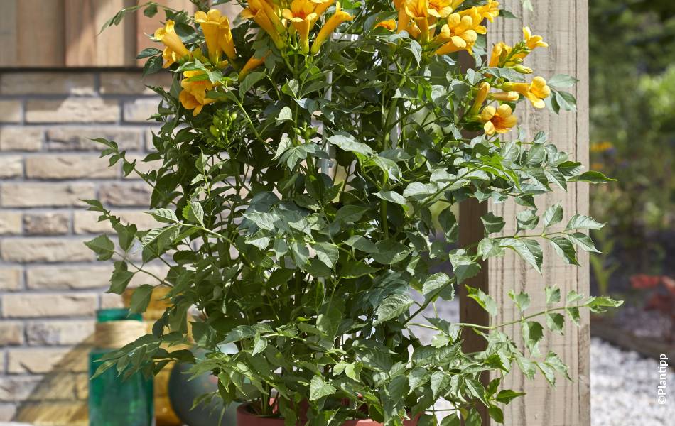 ©Plantipp