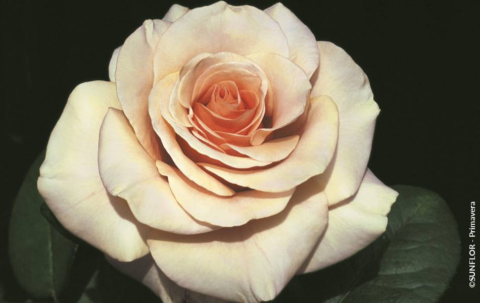 ©SUNFLOR - Primavera