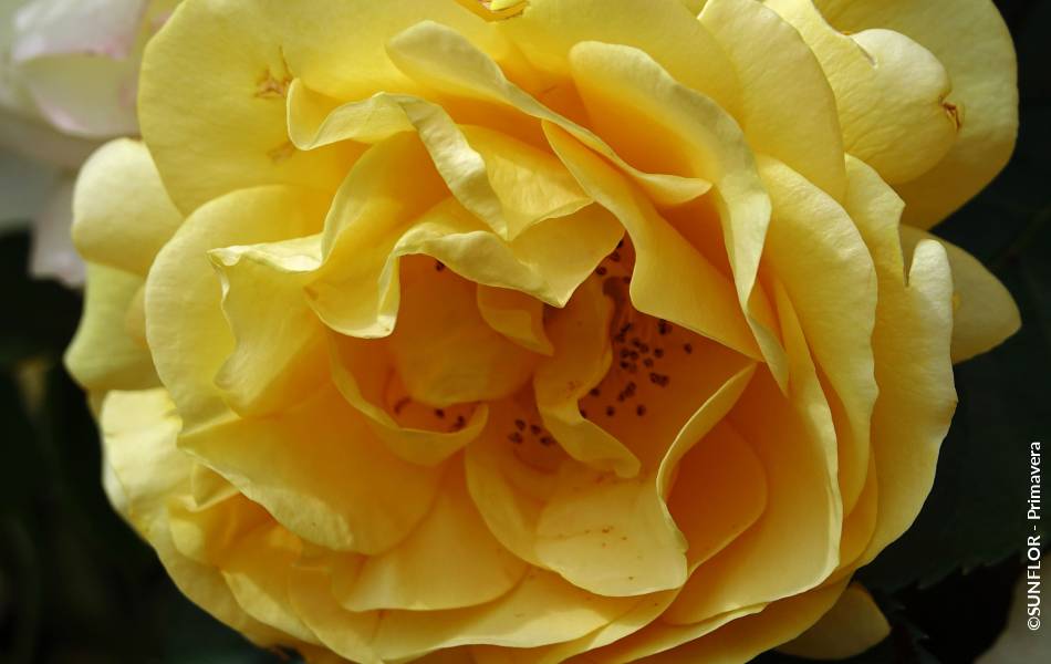 ©SUNFLOR - Primavera
