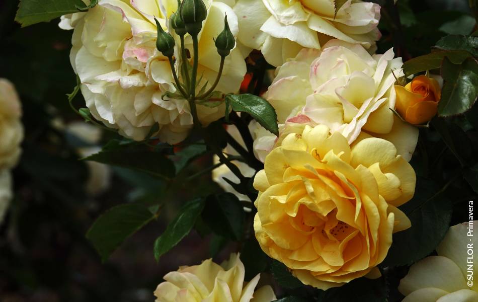 ©SUNFLOR - Primavera