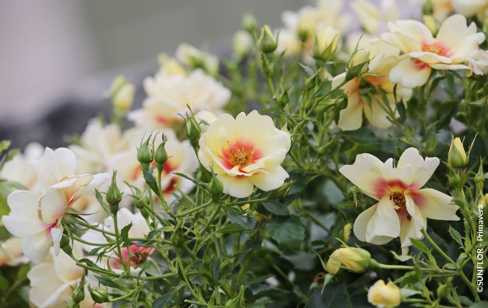 ©SUNFLOR - Primavera