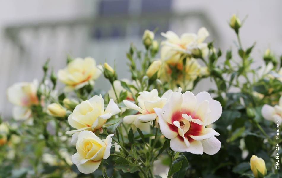 ©SUNFLOR - Primavera
