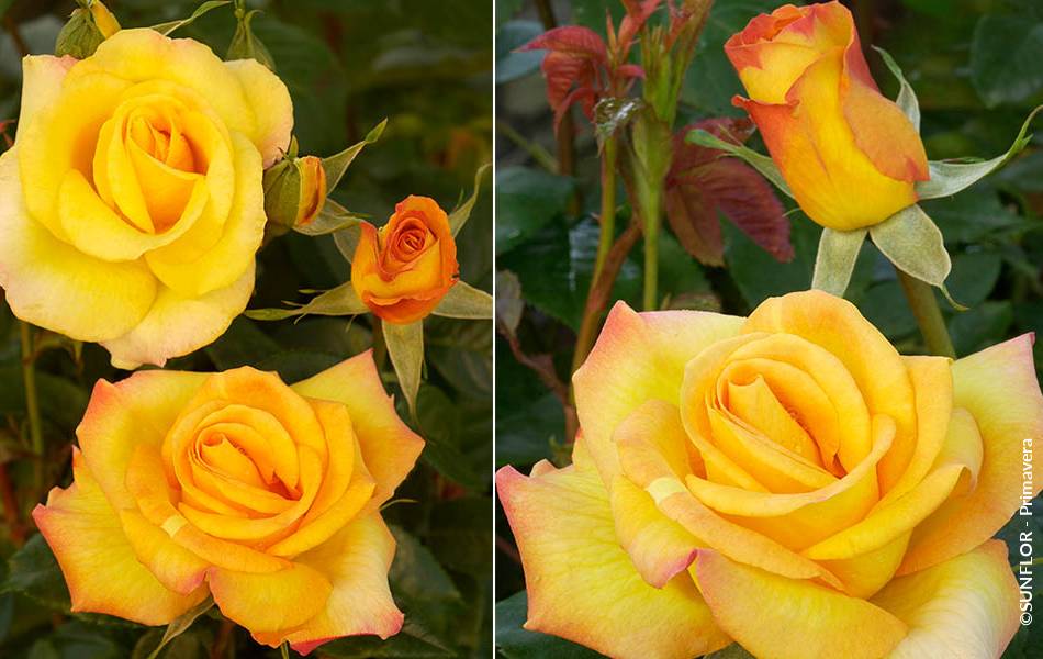 ©SUNFLOR - Primavera