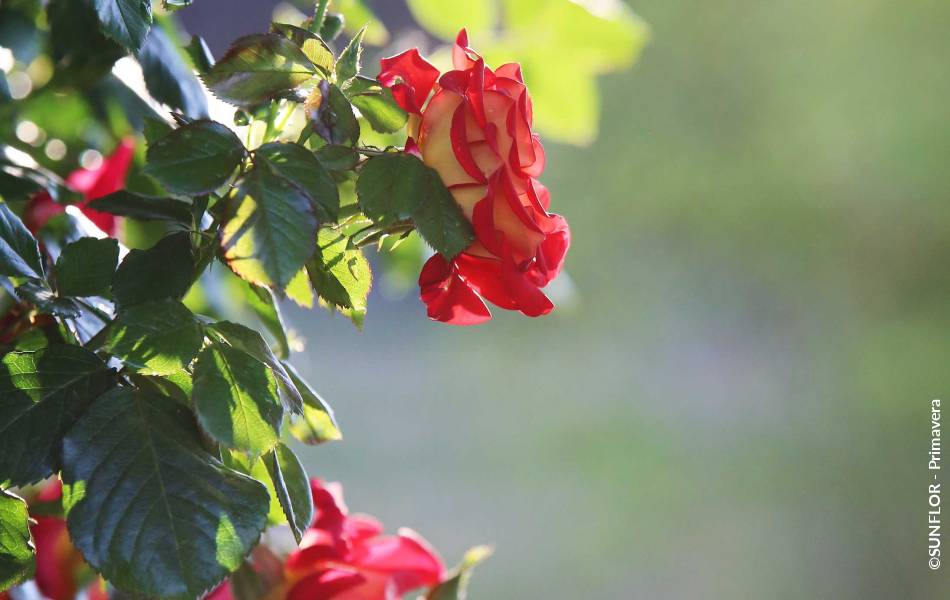 ©SUNFLOR - Primavera