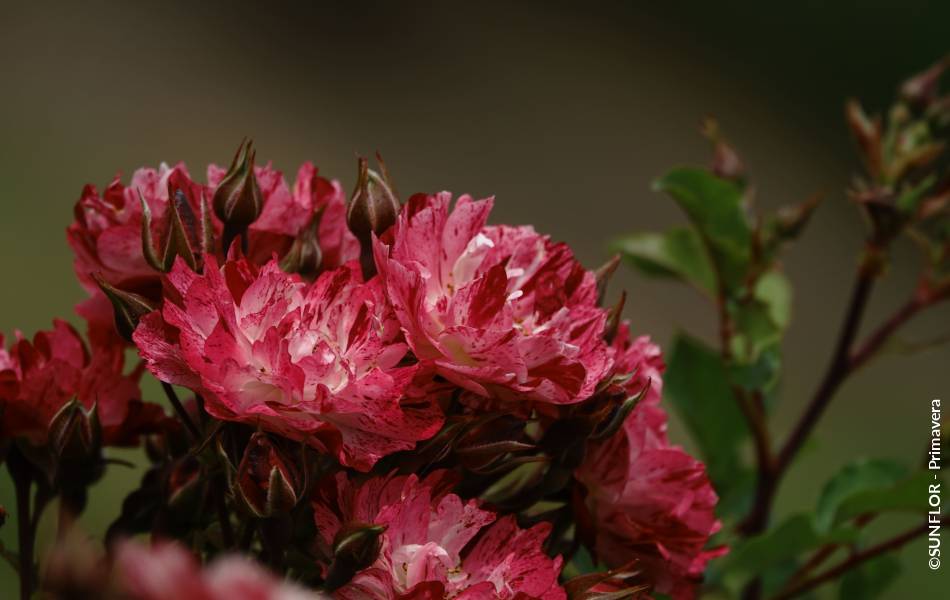©SUNFLOR - Primavera