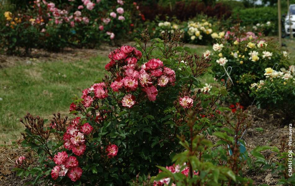 ©SUNFLOR - Primavera
