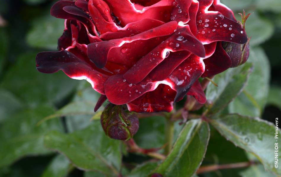 ©SUNFLOR - Primavera