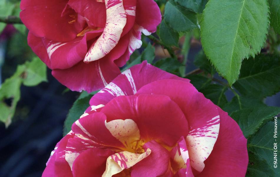 ©SUNFLOR – Primavera