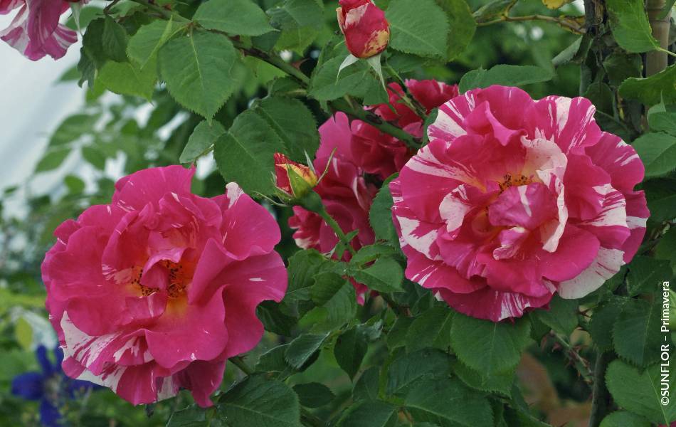©SUNFLOR – Primavera