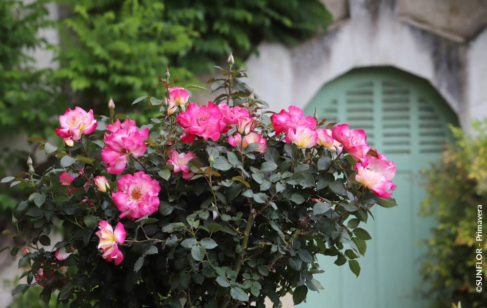 ©SUNFLOR - Primavera