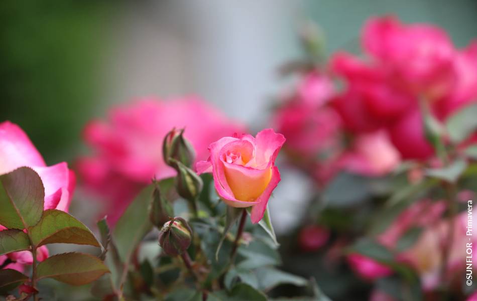 ©SUNFLOR - Primavera