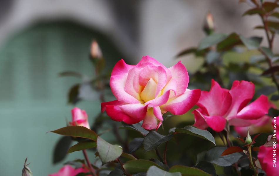 ©SUNFLOR - Primavera