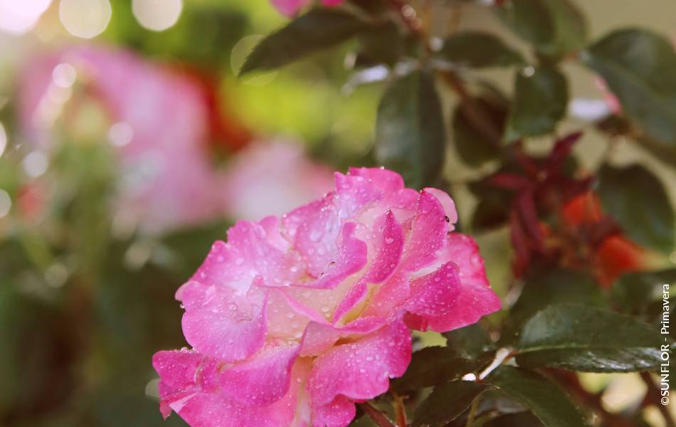©SUNFLOR - Primavera