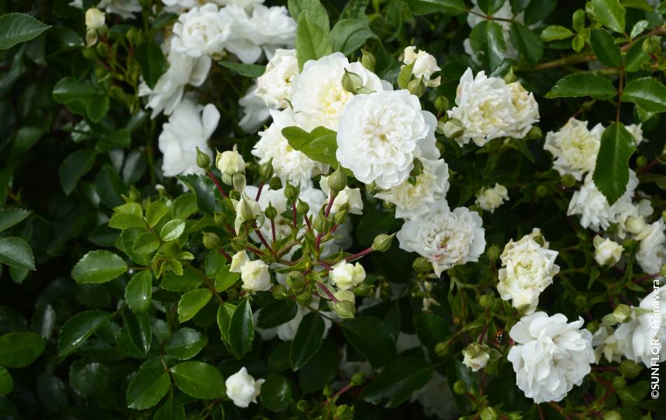 ©SUNFLOR - Primavera
