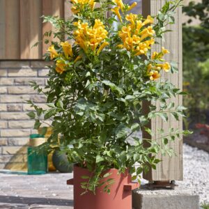 ©Plantipp