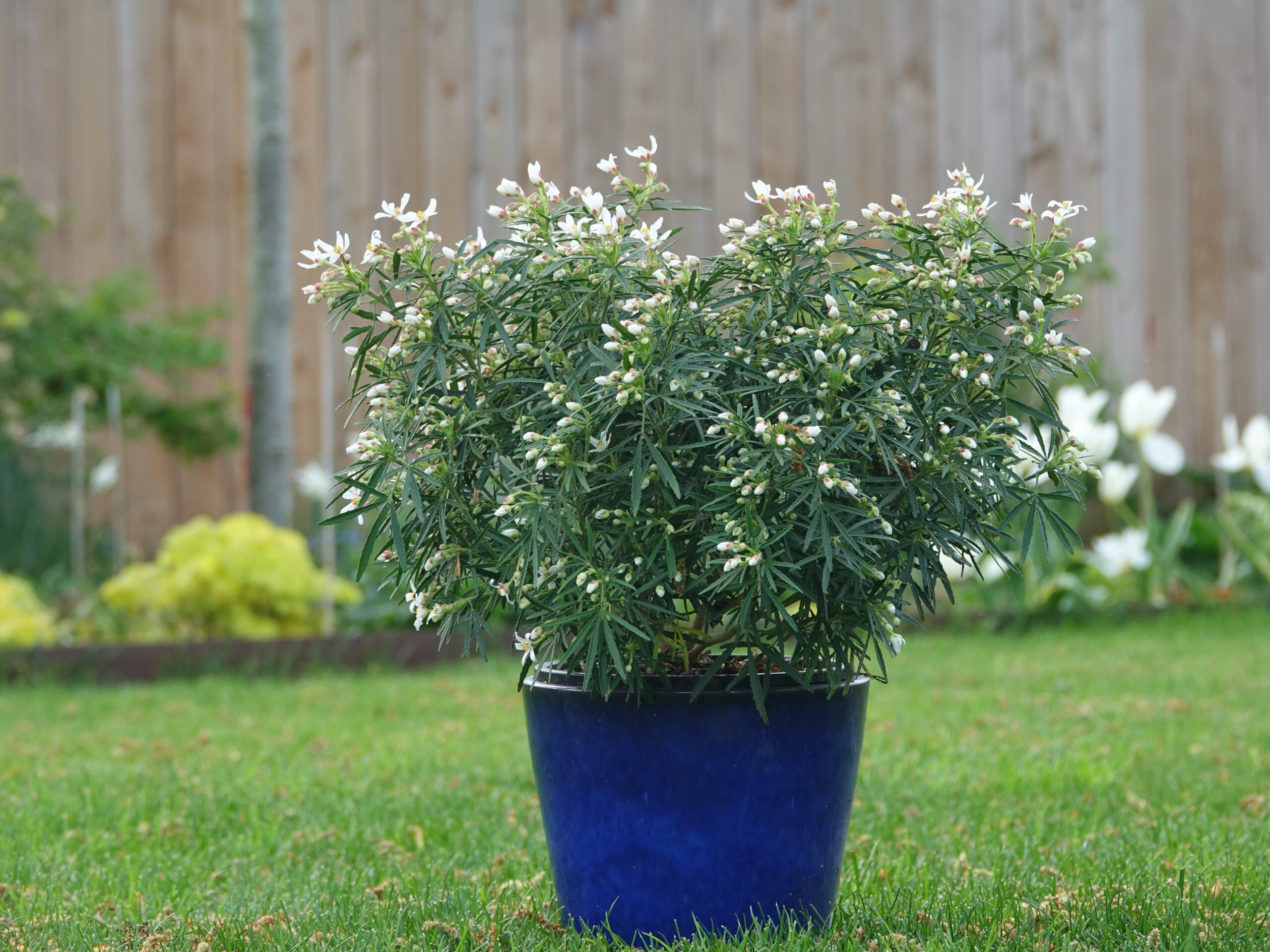 CHOISYA x dewitteana LITTLE BEE ® 'AP CG001' cov - FPB