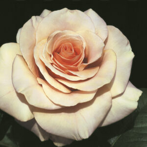 ©SUNFLOR - Primavera