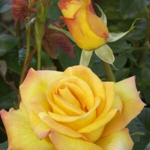 ©SUNFLOR - Primavera