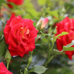 ©SUNFLOR - Primavera