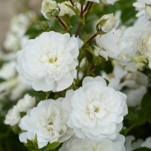 ©SUNFLOR - Primavera