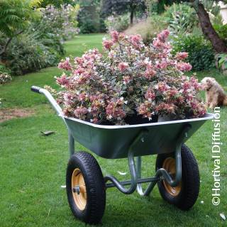 ©Hortival Diffusion