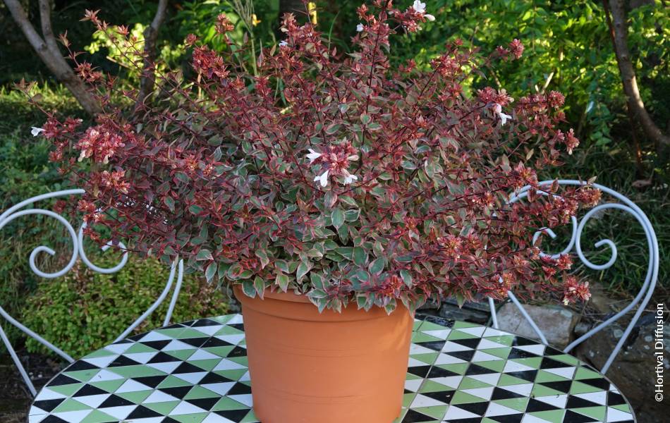 ©Hortival Diffusion