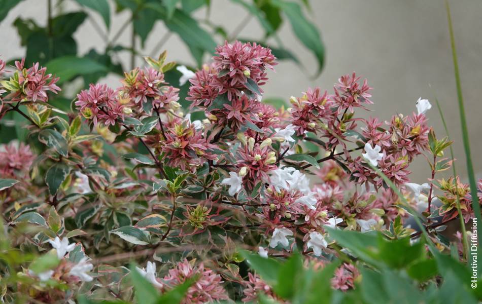 ©Hortival Diffusion