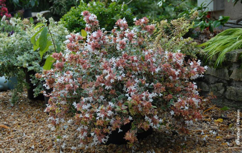 ©Hortival Diffusion