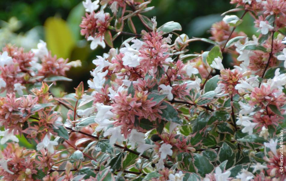 ©Hortival Diffusion