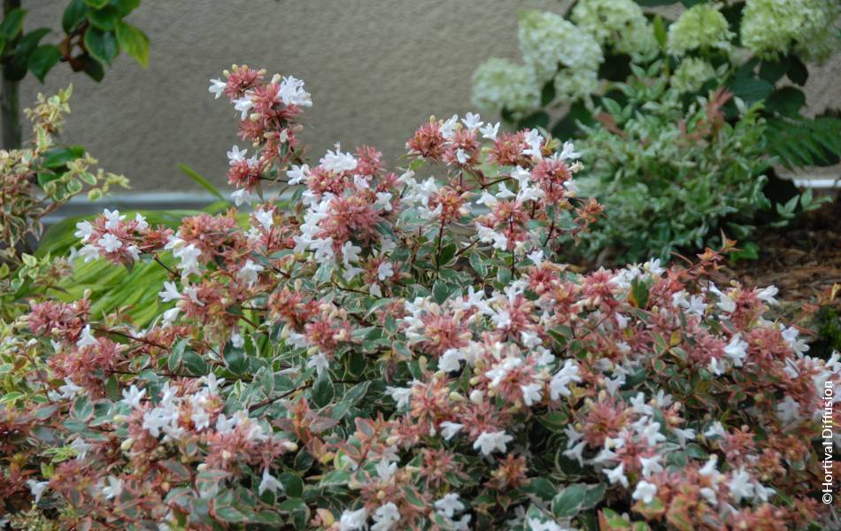 ©Hortival Diffusion