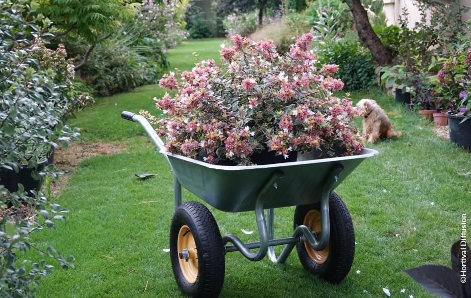 ©Hortival Diffusion