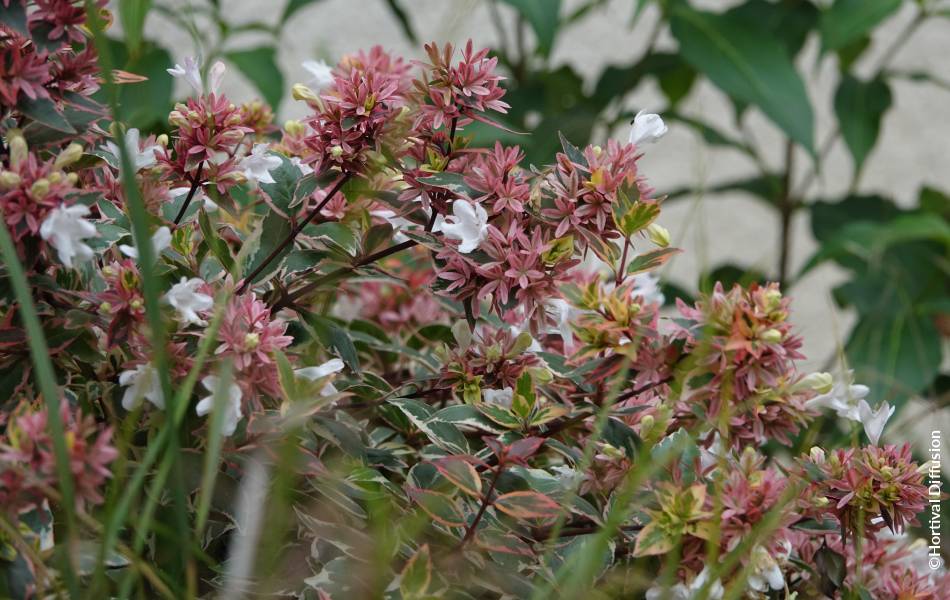 ©Hortival Diffusion