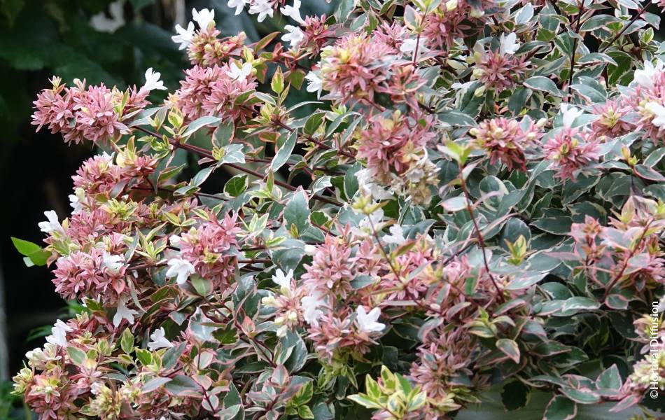 ©Hortival Diffusion