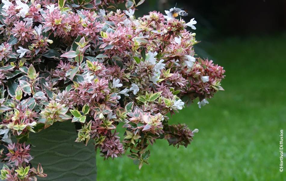 ©Hortival Diffusion