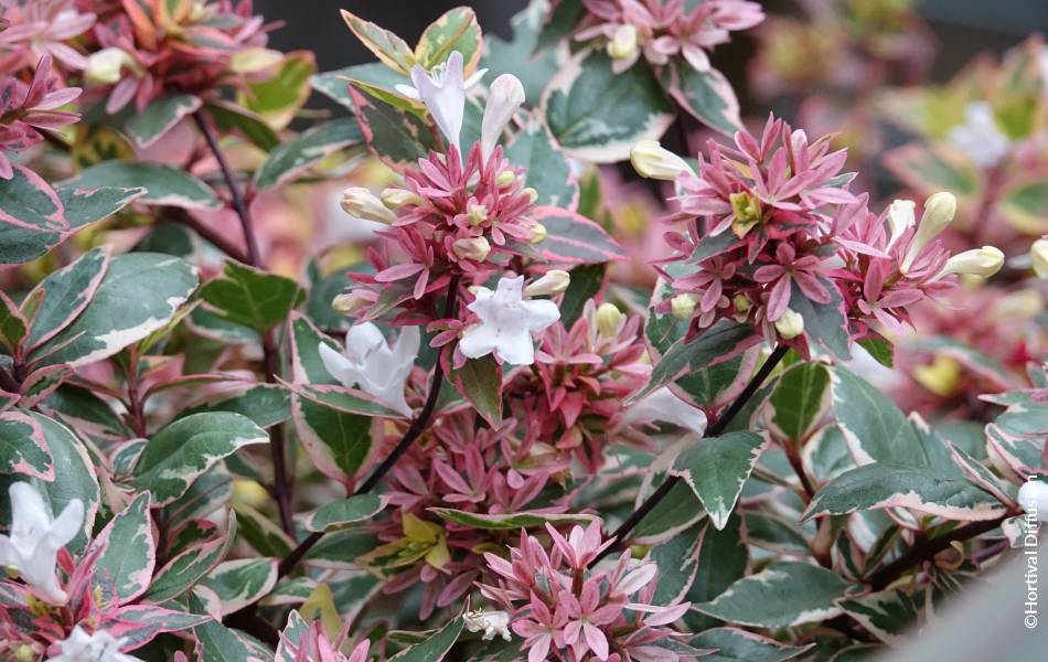 ©Hortival Diffusion