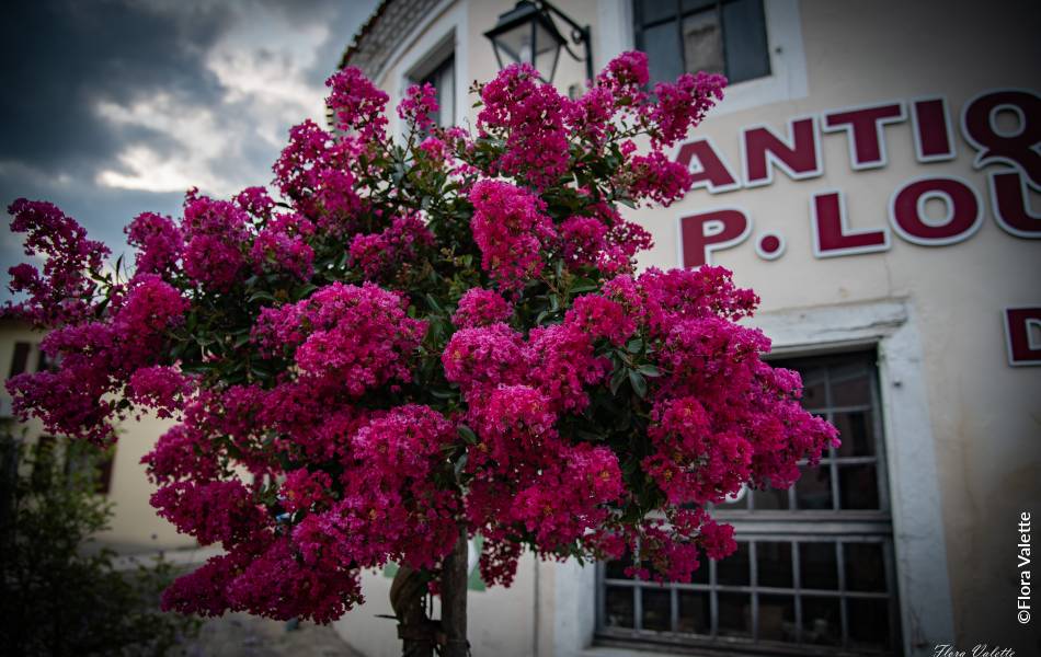 ©Flora Valette