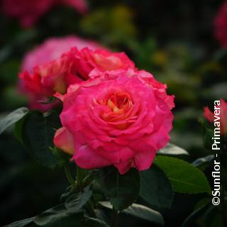©Sunflor - Primavera