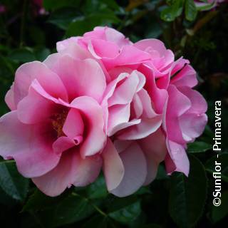 ©Sunflor - Primavera